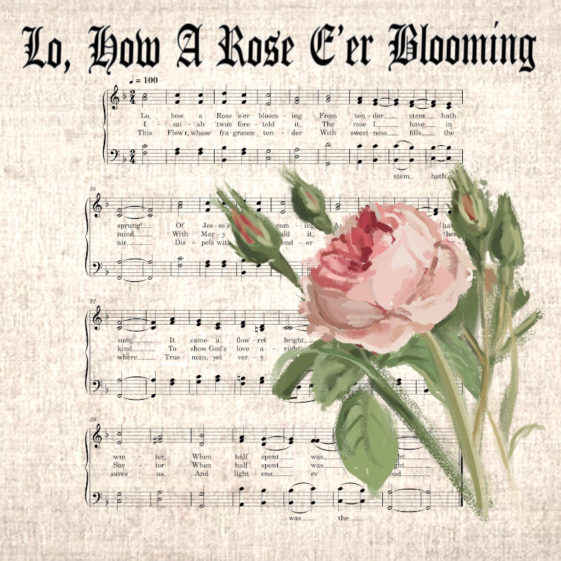 Lo, How a Rose E’er Blooming